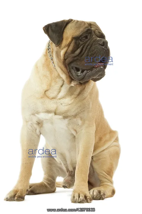 : Dog - Bullmastiff sitting in studio : Dog - Bullmastiff sitting in studio