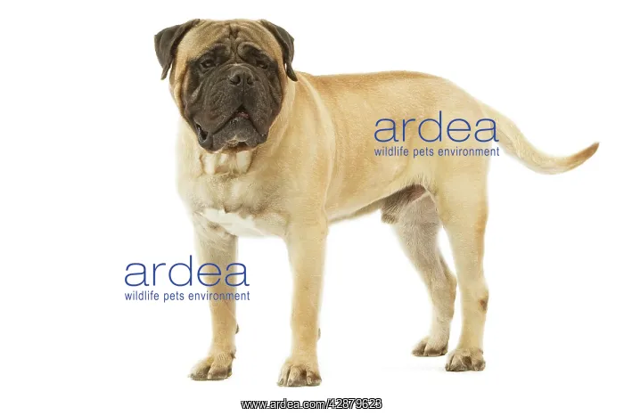  : Dog - Bullmastiff standing in studio