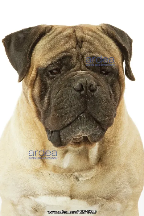: Dog - Bullmastiff in studio : Dog - Bullmastiff in studio