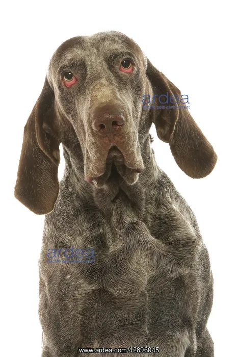 : Dog - Burgos Pointer / Perdiguero de Burgos in studio : Dog - Burgos Pointer / Perdiguero de Burgos in studio