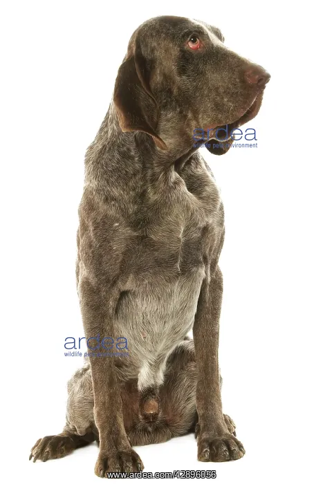 : Dog - Burgos Pointer / Perdiguero de Burgos in studio : Dog - Burgos Pointer / Perdiguero de Burgos in studio
