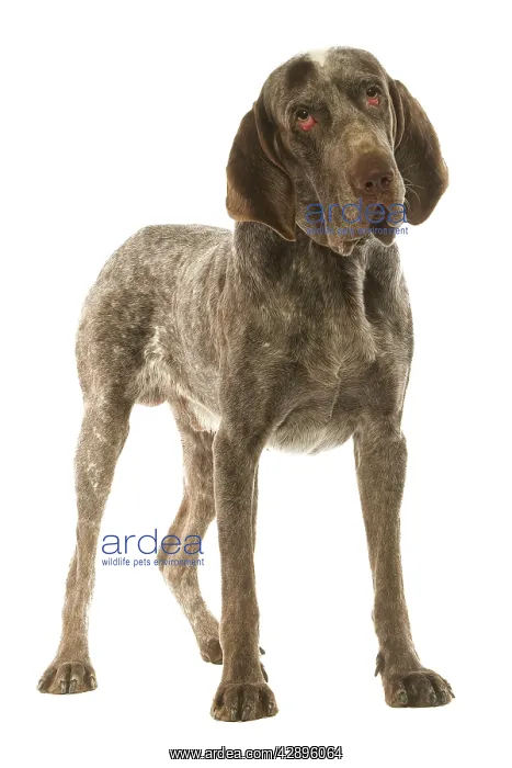 : Dog - Burgos Pointer / Perdiguero de Burgos in studio : Dog - Burgos Pointer / Perdiguero de Burgos in studio