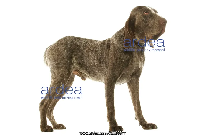 : Dog - Burgos Pointer / Perdiguero de Burgos in studio : Dog - Burgos Pointer / Perdiguero de Burgos in studio