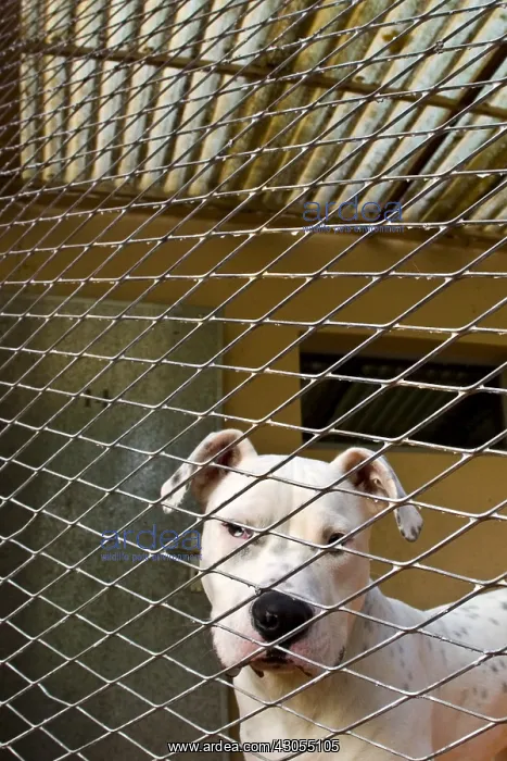 : Dog cage in the APS : Dog cage in the APS