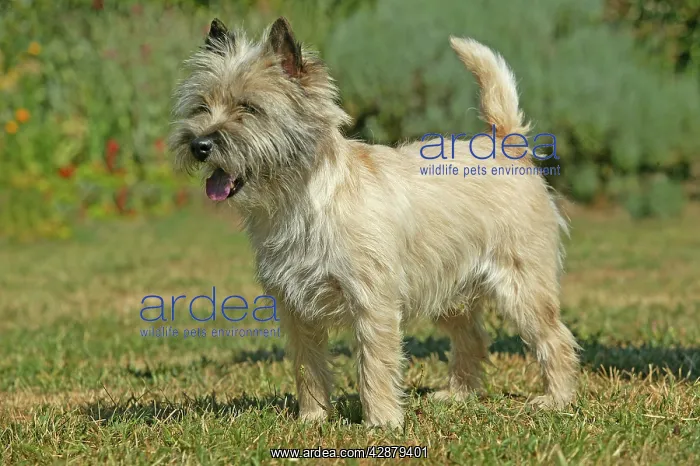  : Dog - Cairn Terrier