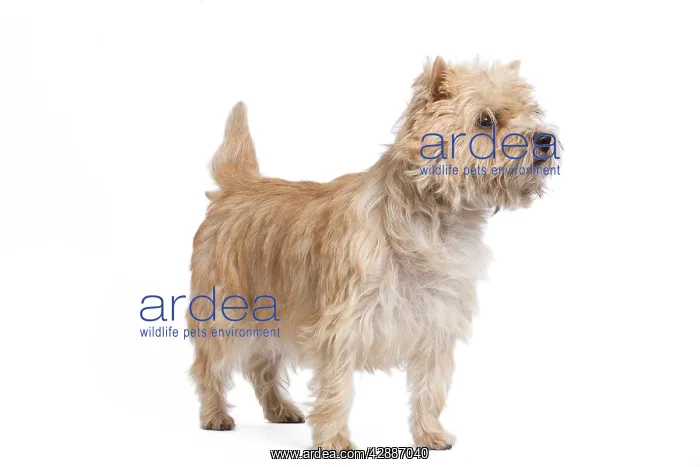  : Dog - Cairn Terrier