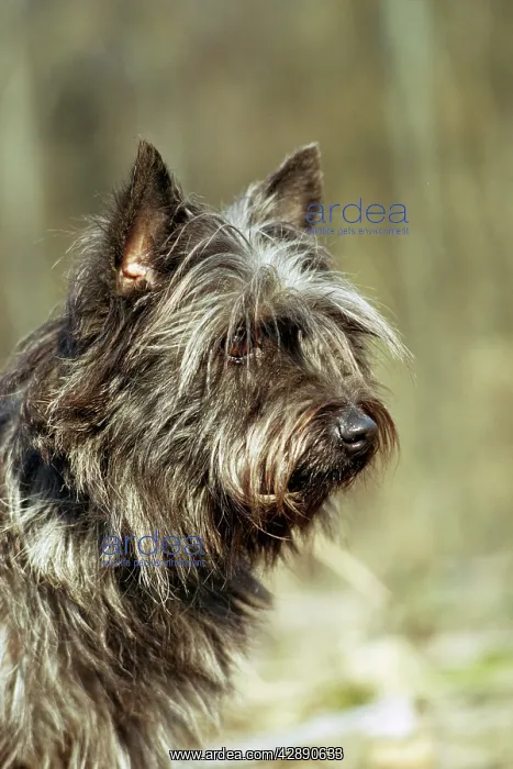  : DOG - Cairn Terrier