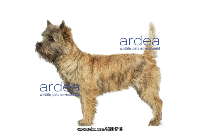  : Dog - Cairn Terrier