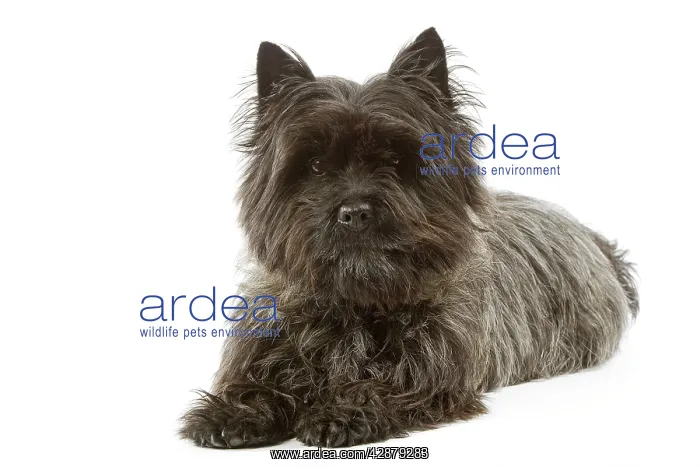  : Dog - Cairn Terrier - lying down