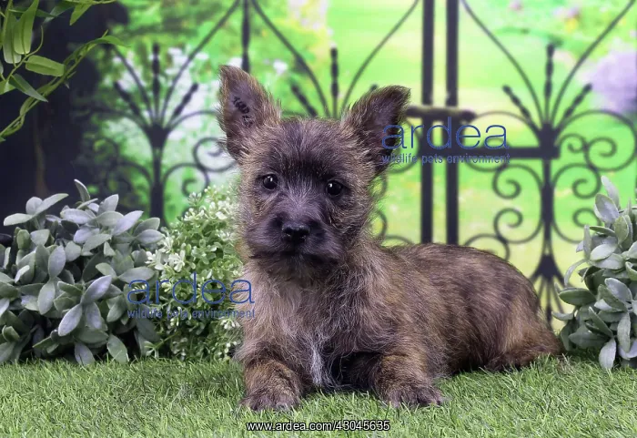  : Dog Cairn Terrier puppy