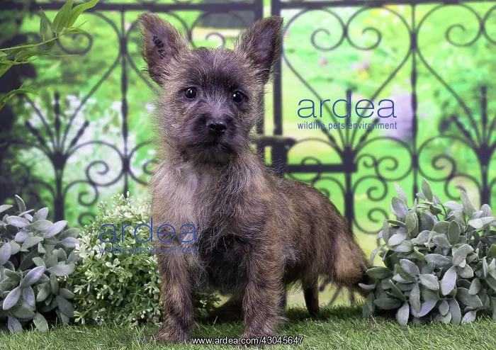  : Dog Cairn Terrier puppy