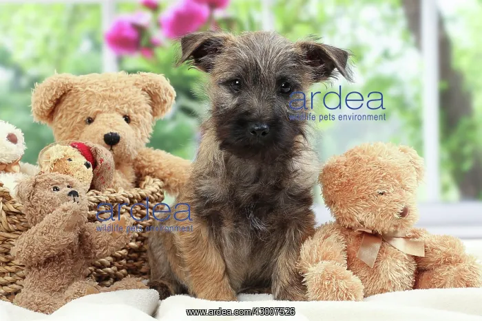 : Dog Cairn Terrier. puppy with teddy bears : Dog Cairn Terrier. puppy with teddy bears