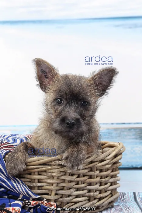 : Dog Cairn Terrier puppy in wicker basket