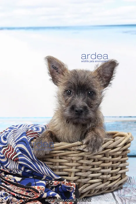  : Dog Cairn Terrier puppy in wicker basket