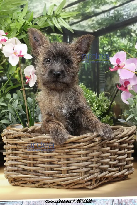  : Dog Cairn Terrier puppy in wicker basket