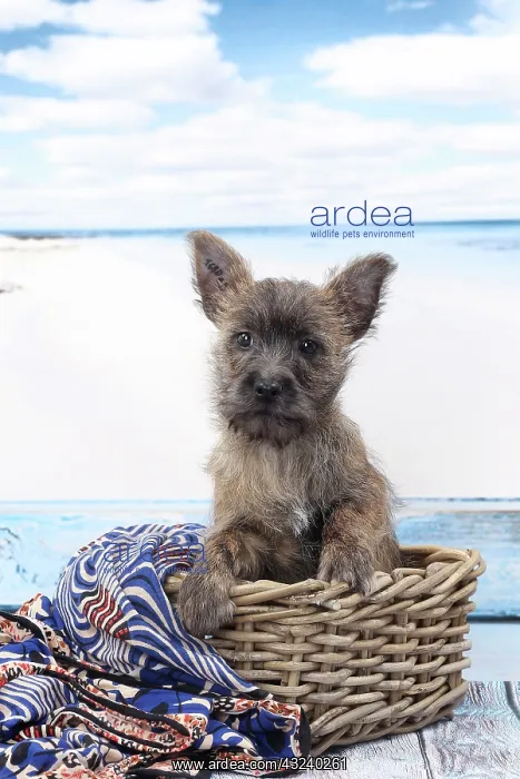  : Dog Cairn Terrier puppy in wicker basket