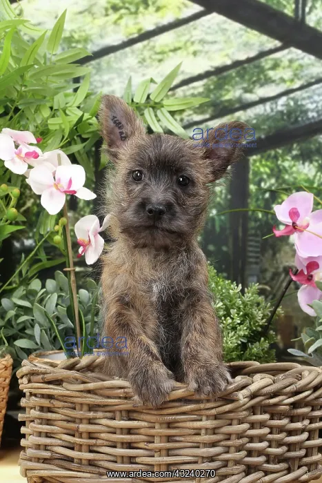  : Dog Cairn Terrier puppy in wicker basket