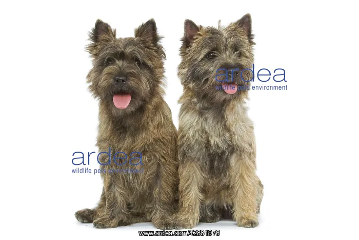  : Dog - Cairn Terrier in studio