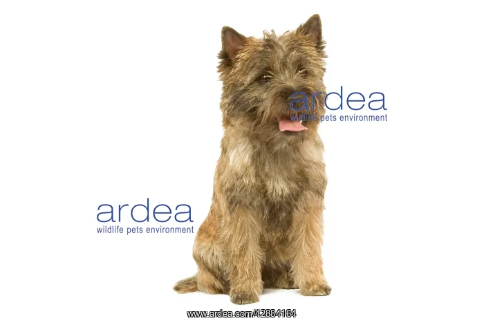  : Dog - Cairn Terrier in studio