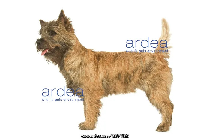  : Dog - Cairn Terrier in studio