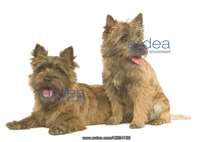  : Dog - Cairn Terrier in studio