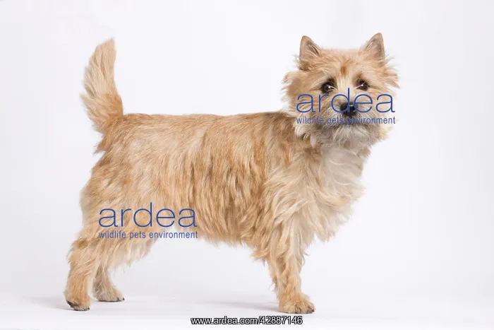  : Dog - Cairn Terrier in studio
