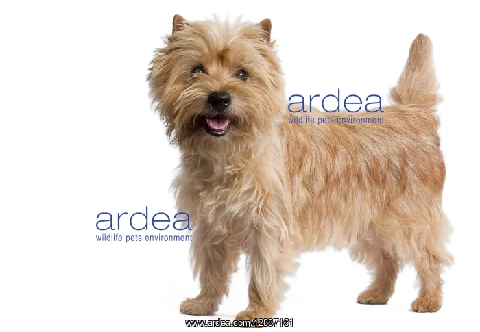  : Dog - Cairn Terrier in studio