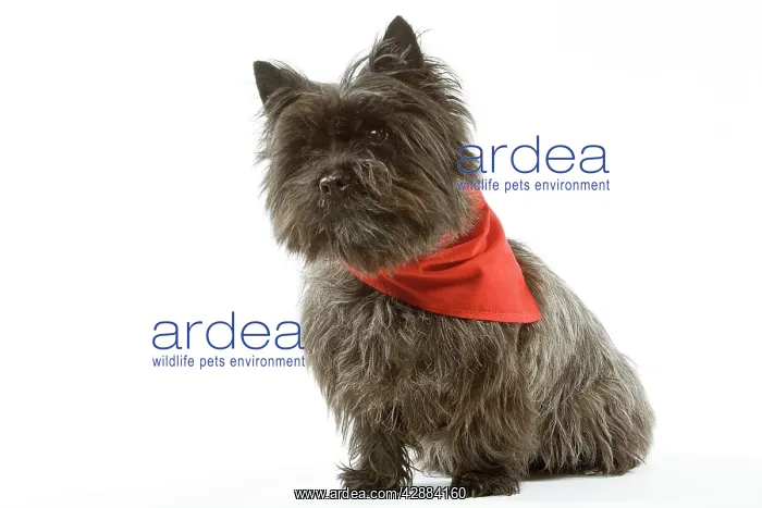  : Dog - Cairn Terrier wearing handkerchief  /  neckerchief
