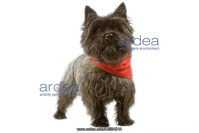 : Dog - Cairn Terrier wearing handkerchief / neckerchief : Dog - Cairn Terrier wearing handkerchief / neckerchief