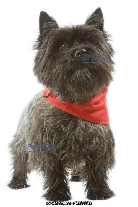 : Dog - Cairn Terrier wearing handkerchief / neckerchief : Dog - Cairn Terrier wearing handkerchief / neckerchief