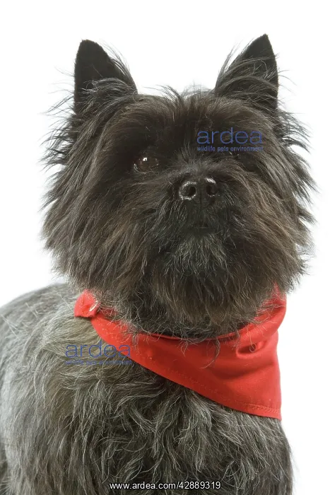 : Dog - Cairn Terrier wearing handkerchief / neckerchief : Dog - Cairn Terrier wearing handkerchief / neckerchief