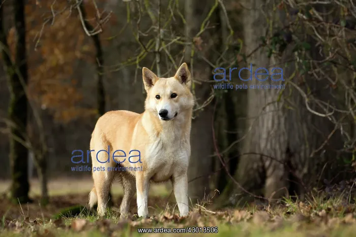  : Dog Canaan