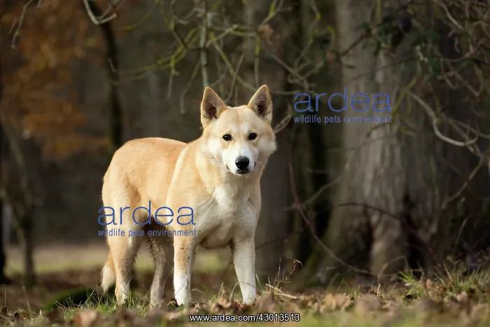  : Dog Canaan