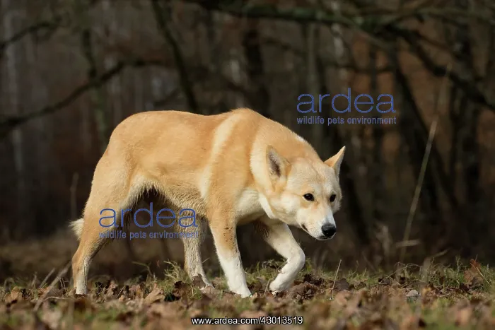  : Dog Canaan