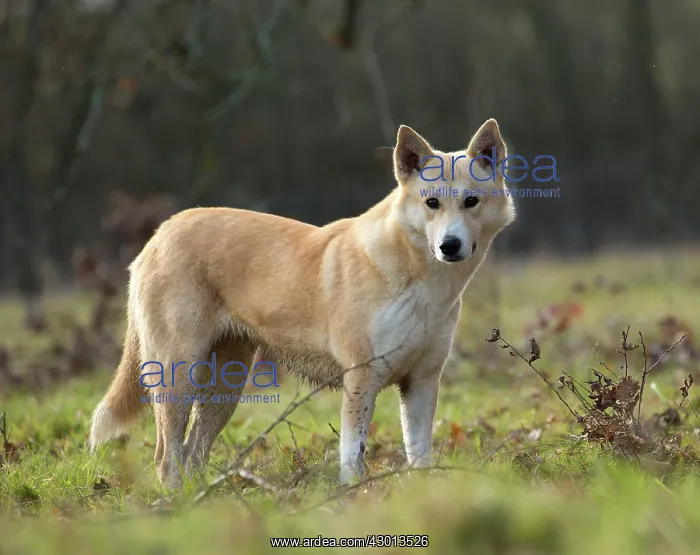  : Dog Canaan