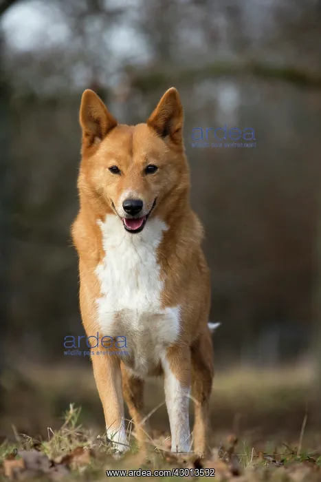  : Dog Canaan
