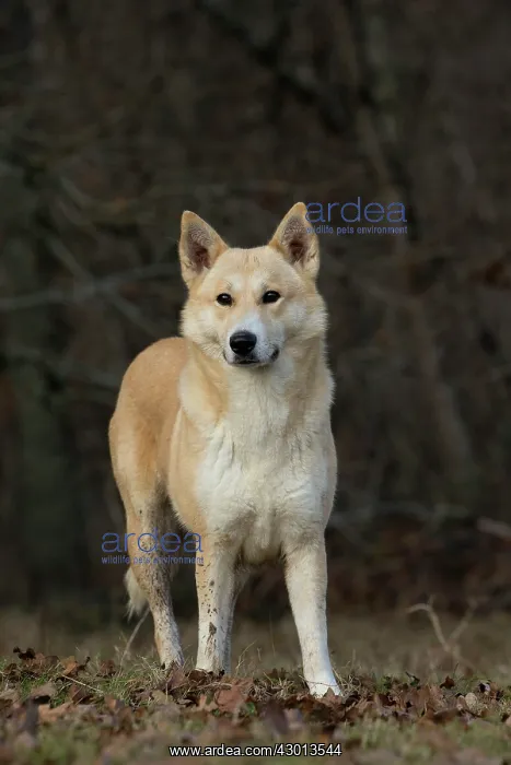  : Dog Canaan