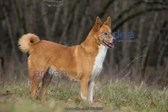  : Dog Canaan