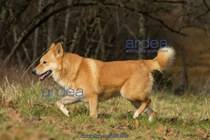  : Dog Canaan