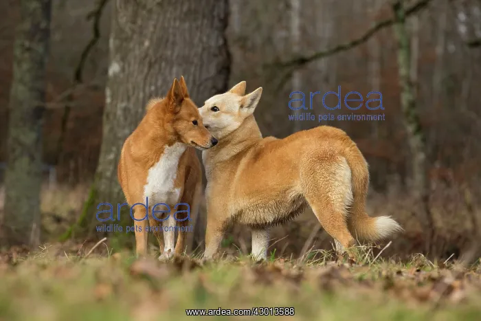  : Dog Canaan
