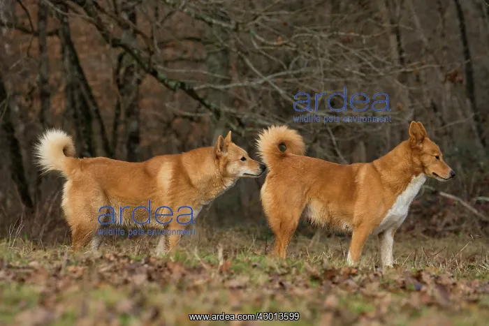  : Dog Canaan