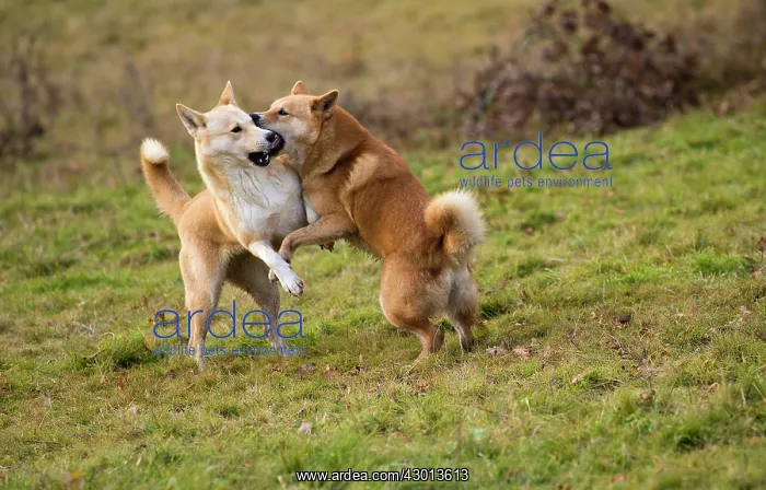 : Dog Canaan play fighting : Dog Canaan play fighting
