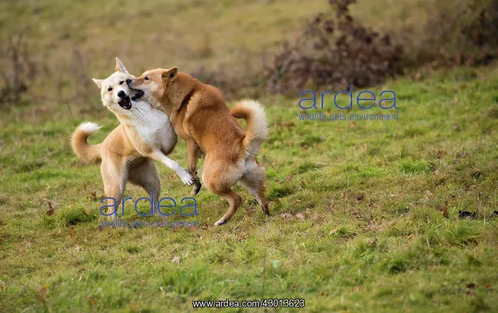 : Dog Canaan play fighting : Dog Canaan play fighting