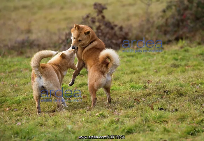  : Dog Canaan play fighting