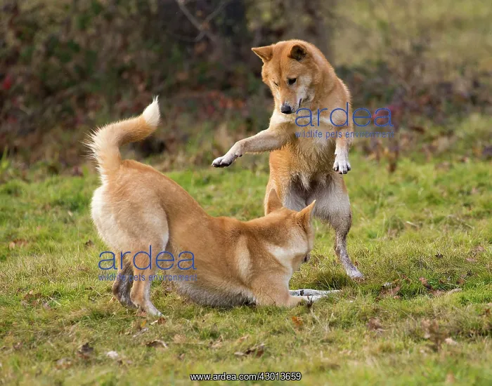 : Dog Canaan play fighting : Dog Canaan play fighting