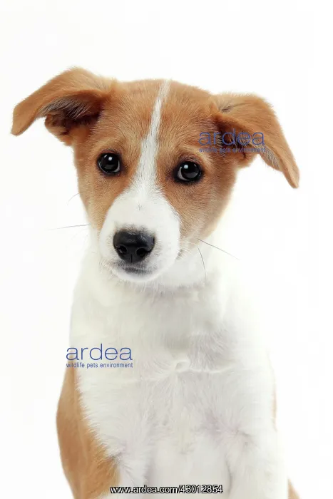  : Dog Canaan puppy
