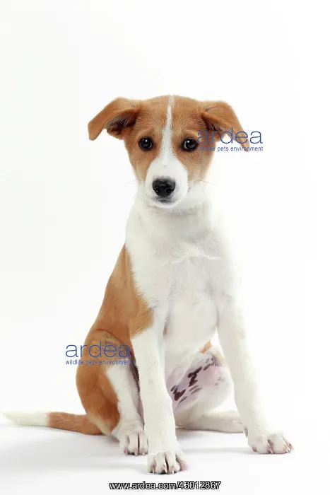  : Dog Canaan puppy