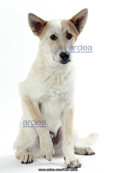  : Dog Canaan puppy