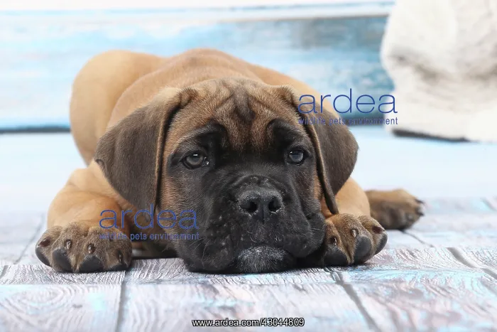  : Dog Cane Corso