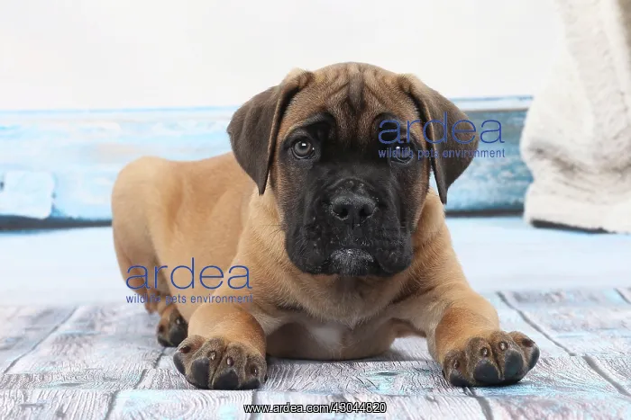  : Dog Cane Corso
